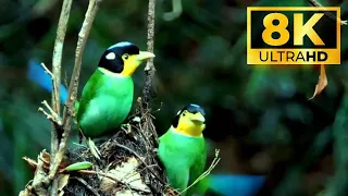 BEAUTIFUL BIRDS ANS BIRD'S SINGING STORYLINE