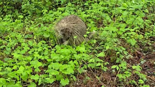 Porcupine - Pierce County, Washington