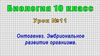 Биология 10 класс (Урок№11 - Онтогенез. Эмбриональное развитие организма.)