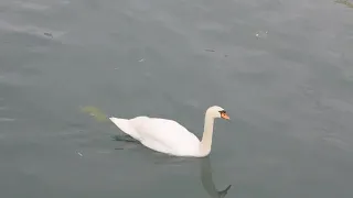 Pooping Swan Stock Video