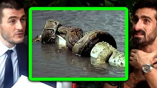 Anaconda vs Crocodile: Who wins? | Paul Rosolie and Lex Fridman