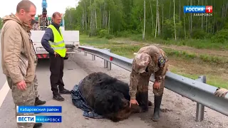 Смотрите в 21:05. Застреленного медведя обнаружили на трассе Хабаровск – Владивосток