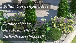 🌺 Billes Gartenparadies Funkien-Hosta, Hirschzungenfarn, Osterschneeball   Pflanz+ / Pflegetipps