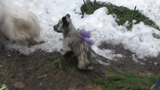 щенок скай терьера, 13.04.2019