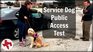 Service Dog Public Access Test