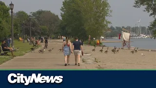 2 Toronto beaches unsafe for swimming