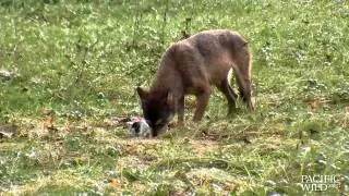 Wolf eating a big salmon