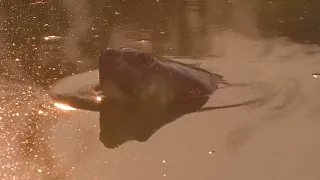 Giant South American River Turtle Nesting and Hatching