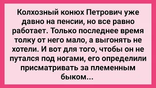 Как Конюх Петрович Присматривал за Быком! Сборник Свежих Смешных Жизненных Анекдотов!