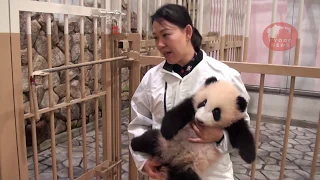 Panda cub Saihin at Adventure World in Japan