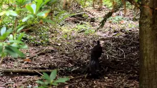 Lyrebird Performance