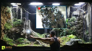 I Used an Endoscopic Camera to Peek Into an Ant Nest in My Giant Ecosystem Vivarium