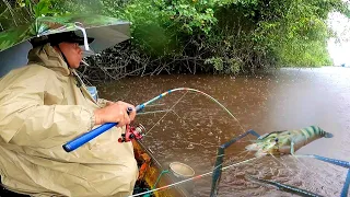 AGRESIF DISAAT HUJAN | MANCING UDANG GALAH PAKAI UMPAN UDANG HIDUP