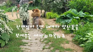 시골작은집일상 vlog/ 한번심어두면해마다 꽃을 보여주는 목화류와야생화/위실나무꽃/크림슨크로바/공조팝/들꿩나무꽃/설구화등