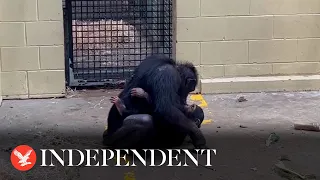 Baby chimp reunited with mother after being bitten by snake