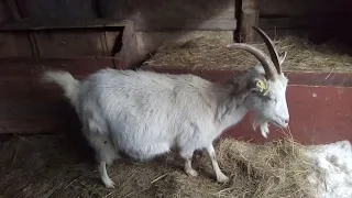 Шесть-один, или, что ещё может родить коза, вместо козлёнка