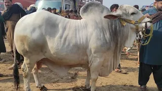 VIP Bachry In Multan Cow Mandi Hashim Nay Mandi Lot Li | SS Tv |