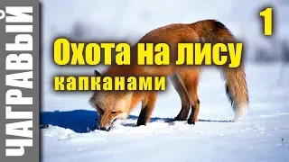 Охота на лису капканами на приваде | начало