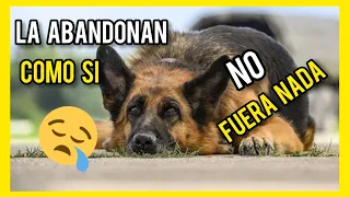 ESTA PERRA 🐶 es ABANDONADA POR su CRUEL DUEÑO |RESUMEN A DOG NAMED | resumen de LA pelicula