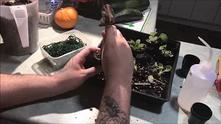 Separating Baby African Violets