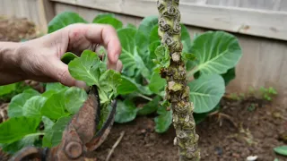 孢子甘藍的種植 How to plant Brussels Sprout