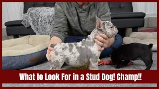 What to Look For When Choosing a Stud Dog! Champ!!