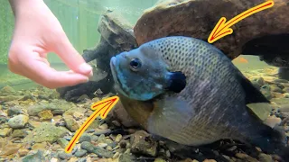 Hand Feeding HUGE Pet Bluegill