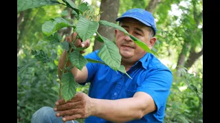 SIEMBRA DE ÁRBOLES DE CACAO