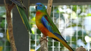 Nest Boxes for our Parrots September 2020