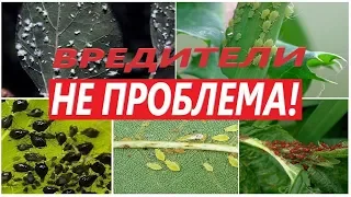 💪  💥  Мощнейшее средство от всех известных насекомых паразитов🕷 🕸  💣 !!! Клещ & червец, моя история.