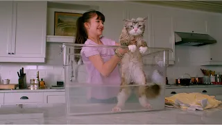 رجل أعمال بيصحى في يوم من النوم بيلاقي نفسه قطة 😃 Nine lives