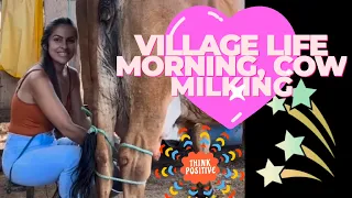 milking cows on a dairy farm || cow milking video