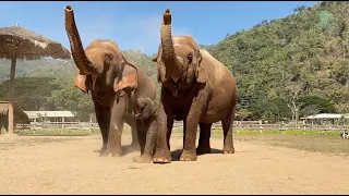 Cute Baby Elephant Wan Mai Copies What her Mom And Nanny Does - ElephantNews