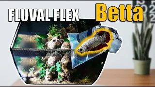 Putting a BETTA fish in my Fluval Flex 9G aquarium | Update #2