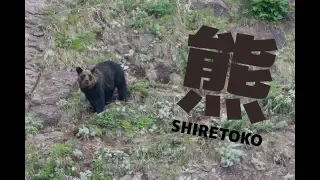 知床ゴジラ岩観光船で野生のヒグマを見に行った！@北海道斜里町 looking for bears at Shari Shiretoko, Hokkaido