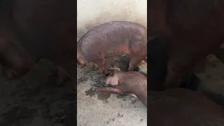 DUROC BOAR AVAILABLE FOR NEW HOME... CALL OR WHATSAPP 08162737855