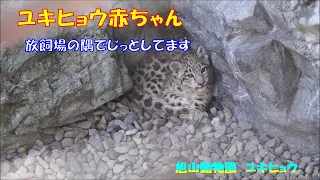 旭山動物園 ユキヒョウ（ジーマと赤ちゃん）放飼場の隅っこ