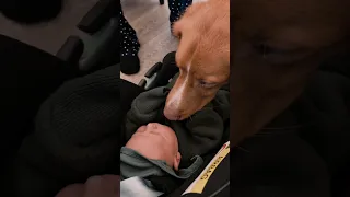Hund møder Baby for første gang 👶🏼❤️🐶