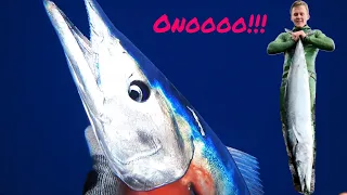 Spearfishing Ono (Wahoo) From SHORE + (CATCH AND COOK)