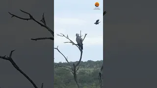 Hawk Gets Bombarded by Birds