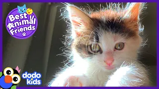 Little Lost Kitten Is Now A Dog’s Best Friend | Animal Videos For Kids | Dodo Kids