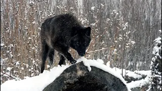 Выпускаем ВОЛКА АКЕЛУ НА ВОЛЮ 🐺