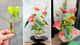 Very Strange. How to replant Damaged Anthurium, super blooming plants