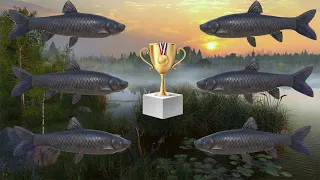 Russian fishing 4~ Rf4 : Trophy Black Carp Old Burg Lake, Setup + Spot