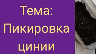 Циния вытянулась? Срочно пикируйте цинию. Это поможет.