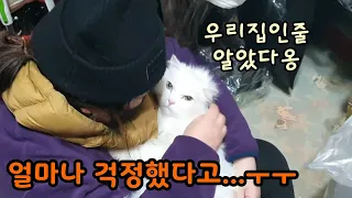 남의 집에 들어가 숨은 고양이[고양이탐정]How to find a lost cat