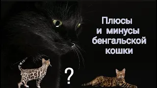 Плюсы и минусы содержание бенгальской кошки