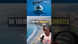 Man bitten in half by shark in San Diego (@joerogan) #shorts