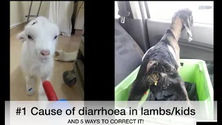 #1 Cause of diarrhoea in bottle-reared lambs/kids | Dietary Diarrhoea *FAST* | Sez the Vet