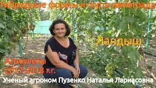 Виноград Ландыш - один из лучших мускатных летних сортов на участке Пузенко Натальи Лариасовны